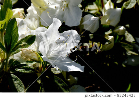 三鷹中原盛開的白色杜鵑花 三鷹中原盛開的白色杜鵑花 83243425