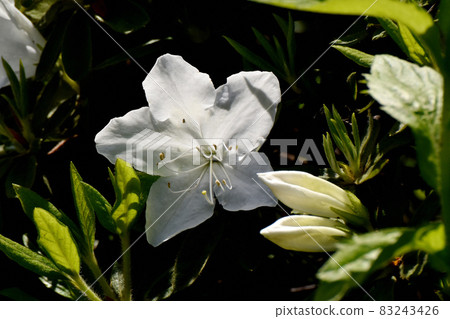 三鷹中原盛開的白色杜鵑花 三鷹中原盛開的白色杜鵑花 83243426