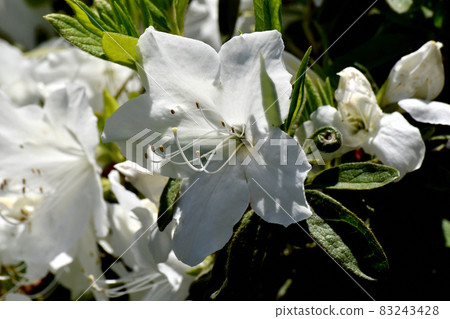 三鷹中原盛開的白色杜鵑花 三鷹中原盛開的白色杜鵑花 83243428