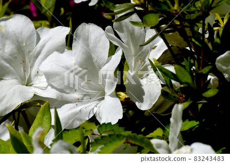 三鷹中原盛開的白色杜鵑花 83243483