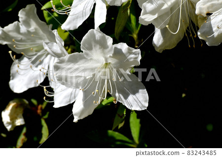 三鷹中原盛開的白色杜鵑花 83243485