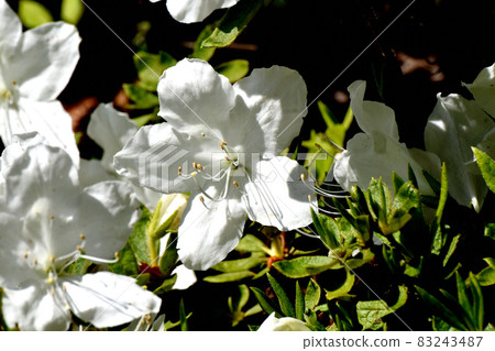 White azalea flowers blooming in Mitaka Nakahara 83243487