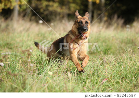 Nice German Shepherd in autumn 83243587