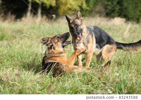 Amazing couple of German shepherd in autumn Amazing couple of German shepherd in autumn 83243588