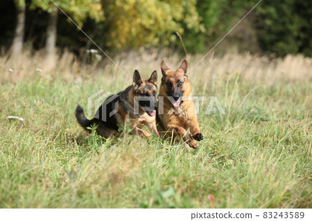Amazing couple of German shepherd in autumn Amazing couple of German shepherd in autumn 83243589