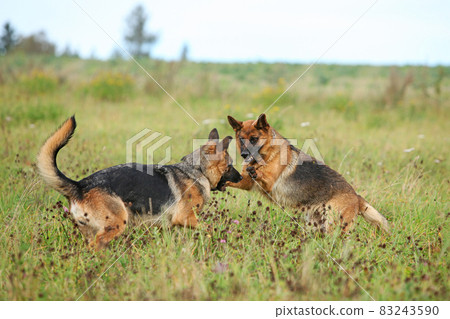 Amazing couple of German shepherd in autumn Amazing couple of German shepherd in autumn 83243590