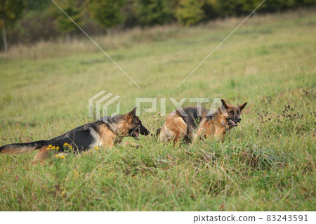 Amazing couple of German shepherd in autumn 83243591
