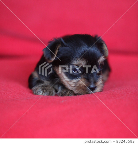 Amazing puppy of Yorkshire Terrier Amazing puppy of Yorkshire Terrier 83243592