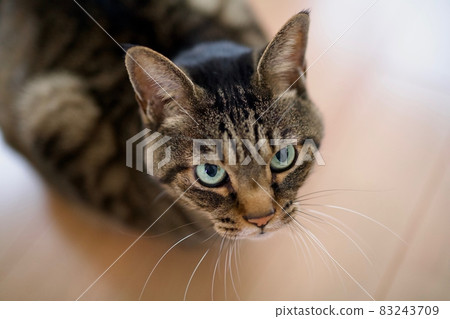 A cat that appeals for something with strong eyesight A cat that appeals for something with strong eyesight 83243709