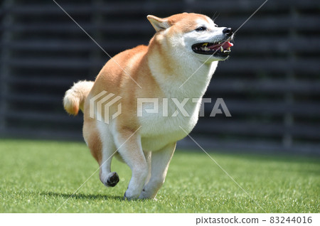 Shiba Inu playing in a dog run Shiba Inu playing in a dog run 83244016