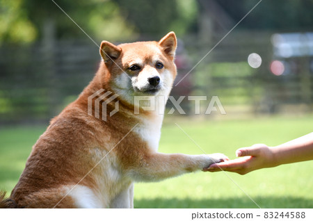Shiba Inu handing to the owner 83244588