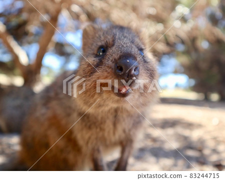 Quocca Wallaby famous for being the world's most happy animal 83244715