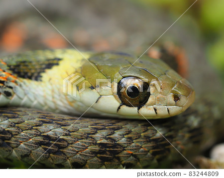 Yamakagashi young snake 83244809