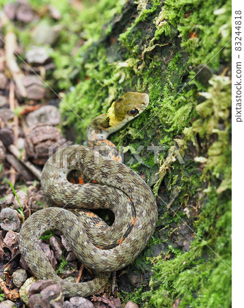 Yamakagashi young snake 83244818