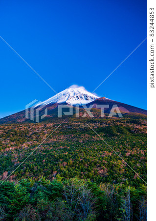 (Shizuoka Prefecture) Mt. Fuji with autumn leaves and snow makeup before dawn (Shizuoka Prefecture) Mt. Fuji with autumn leaves and snow makeup before dawn 83244853