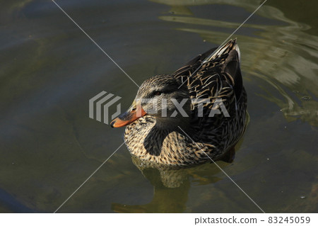 A Mallard Drake in a lake with blue water on a Winter day in Kansas. 83245059