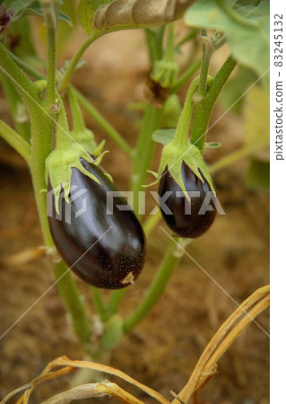 Two ripe small eggplant purple weigh on a branch close-up .Texture or background Two ripe small eggplant purple weigh on a branch close-up .Texture or background 83245132