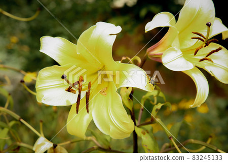 The Bud of a yellow Lily bloomed in the garden close-up .Texture or background 83245133