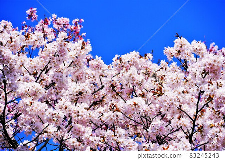 Sakura on a sunny spring day Sakura on a sunny spring day 83245243