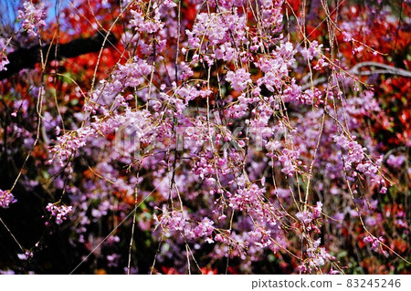 Sakura on a sunny spring day Sakura on a sunny spring day 83245246