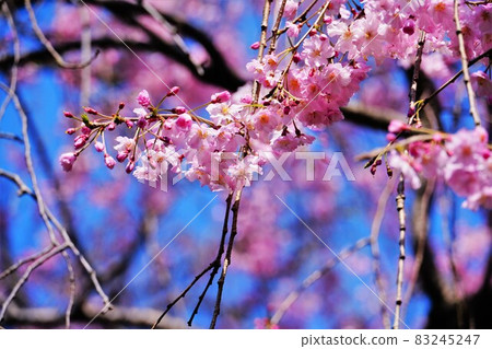 Sakura on a sunny spring day Sakura on a sunny spring day 83245247