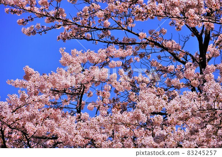 Sakura on a sunny spring day Sakura on a sunny spring day 83245257