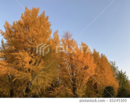 一排在夕陽下熠熠生輝的銀杏樹 83245305