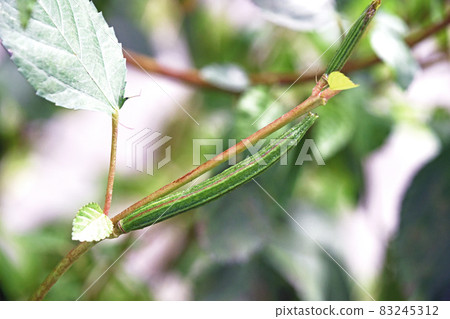 有毒的 Moroheiya 水果 83245312