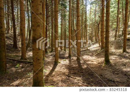 Image of sunbeams and distress inserted into the forest belt 83245318