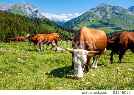 Cows in a mountain field. La Clusaz, France 83246035