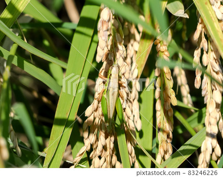 Locusts on rice ears 83246226