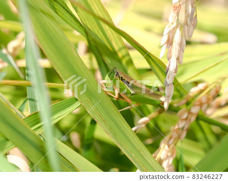 Locusts on rice ears 83246227