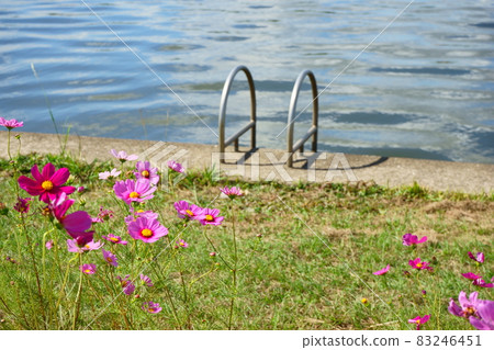 Cosmos blooming around the Onga River Cosmos blooming around the Onga River 83246451