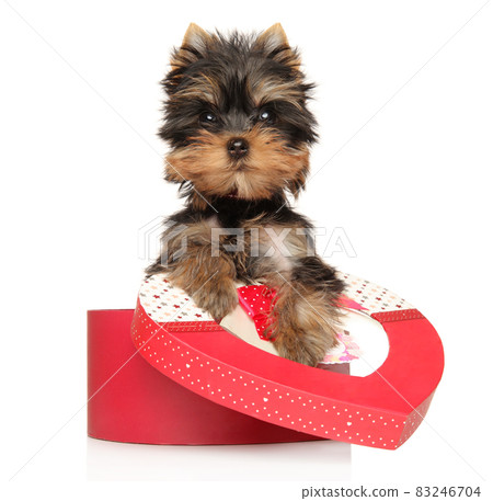 Yorkshire Terrier puppy with a red heart Yorkshire Terrier puppy with a red heart 83246704