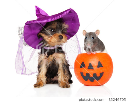 Yorkshire terrier in a purple hat, with a rat and a pumpkin Yorkshire terrier in a purple hat, with a rat and a pumpkin 83246705