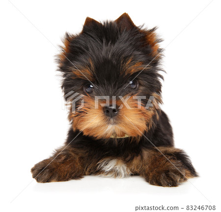 Close-up of a Yorkshire terrier puppy Close-up of a Yorkshire terrier puppy 83246708