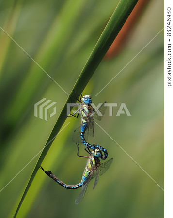 Madarajimma Madarajimma 83246930