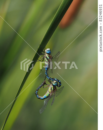 Madarajimma 83246931