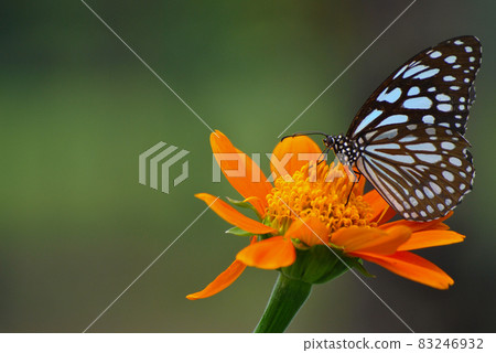 Queen of flowers 83246932