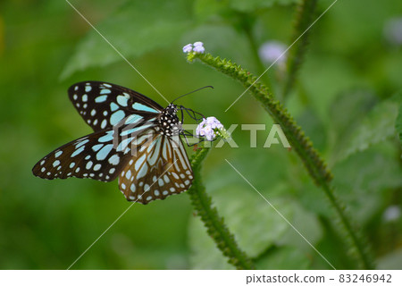Fly with butterfly 83246942