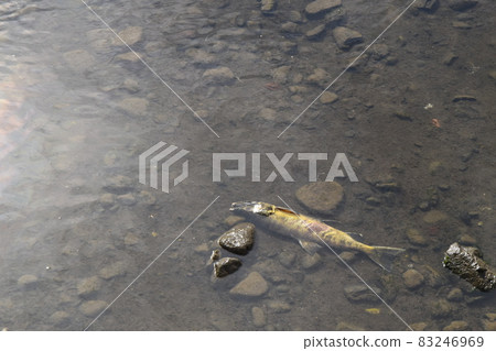 三文魚在網走川耗盡 三文魚在網走川耗盡 83246969