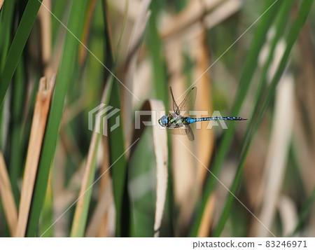 Madarayanma 83246971