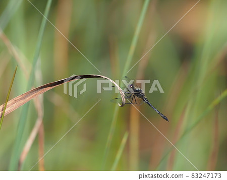 馬達拉納尼瓦蜻蜓 83247173