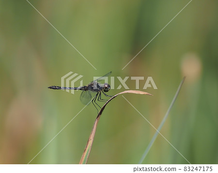馬達拉納尼瓦蜻蜓 83247175