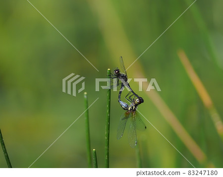 Madara Naniwa Dragonfly Madara Naniwa Dragonfly 83247180