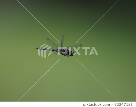 馬達拉納尼瓦蜻蜓 83247181