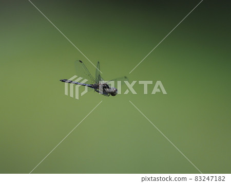 馬達拉納尼瓦蜻蜓 83247182