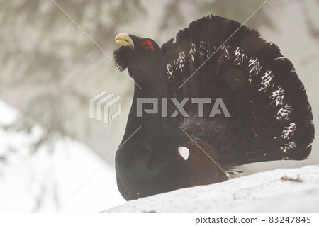 Western capercaillie lekkingin forest in wintertime 83247845