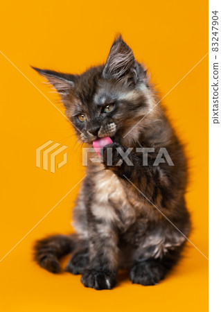 Portrait of American Forest Cat of color black smoke sitting on yellow background. Funny two months old kitten licks his paw with red tongue. Front view. Studio shot. Portrait of American Forest Cat of color black smoke sitting on yellow background. Funny two months old kitten licks his paw with red tongue. Front view. Studio shot. 83247904