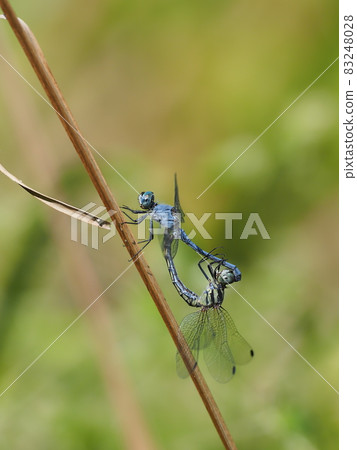 Naniwa蜻蜓 83248028